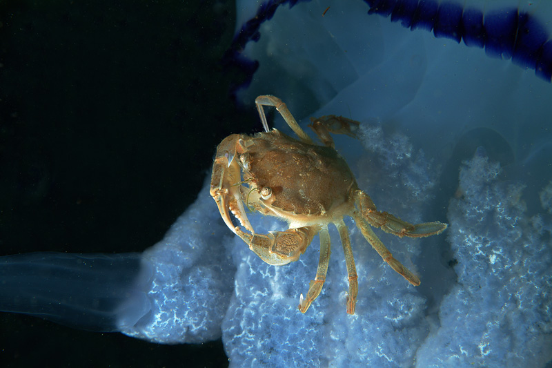 Liocarcinus vernalis su Rhizostoma pulmo